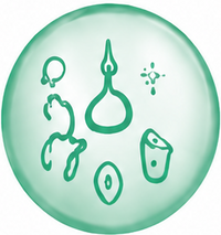 Peptides