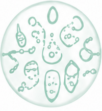 Ceramides