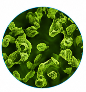 Probiotics