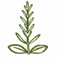Rosemary Extract